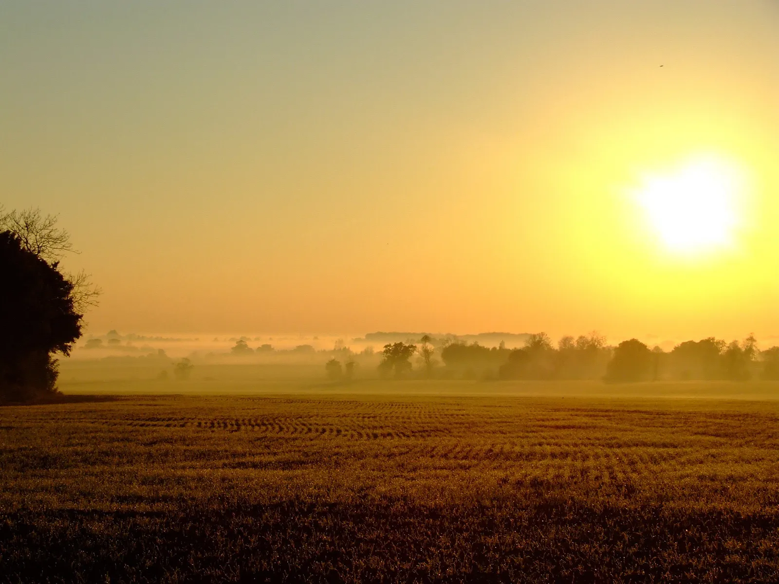 A bright sun rises over a misty field with rows of crops and silhouetted trees.