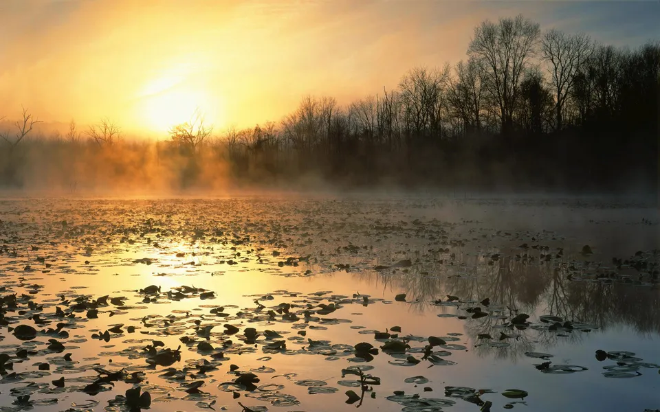 A golden sunrise illuminates a misty lake covered in lily pads, with silhouetted trees in the background.