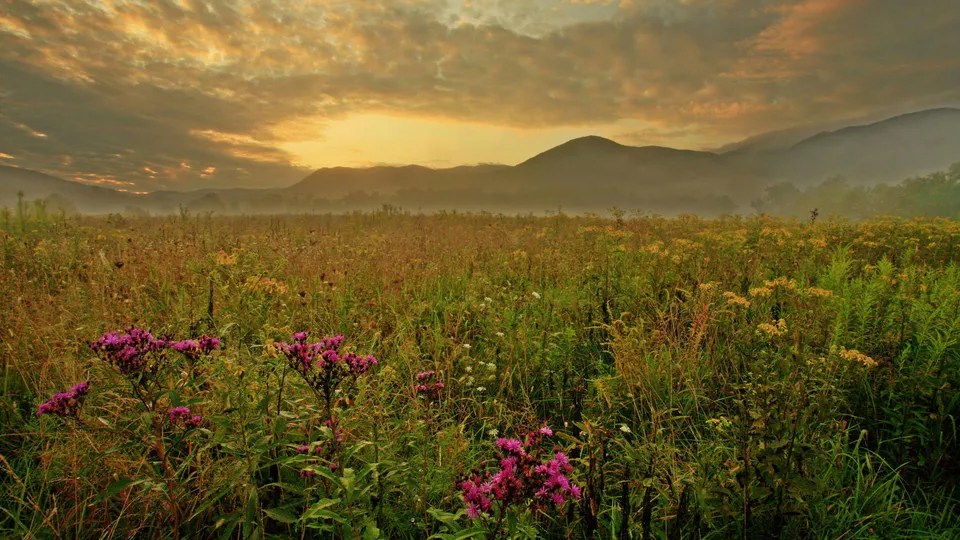 A misty meadow filled with wildflowers and tall grasses, with mountains in the background under a cloudy sunrise sky.