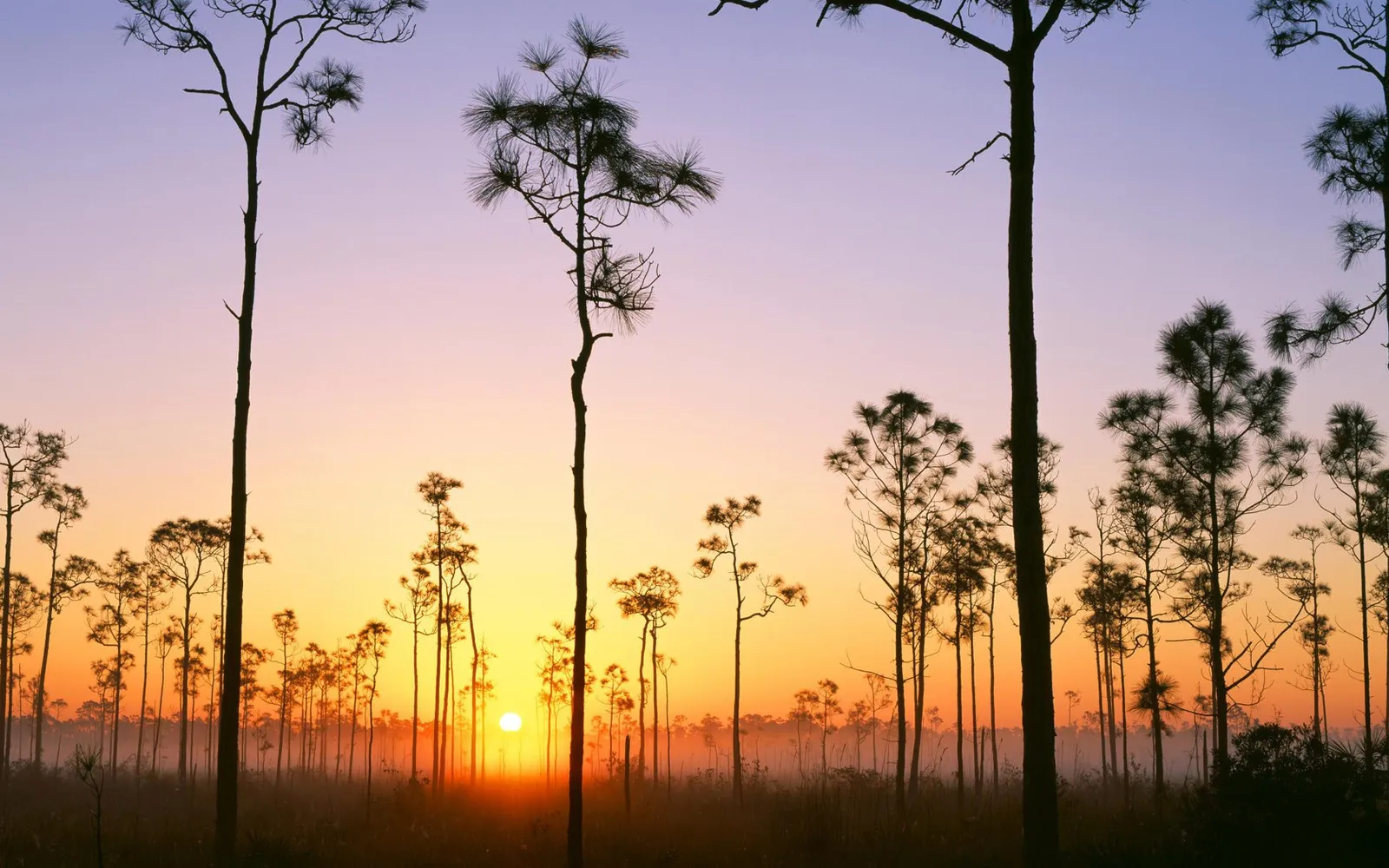 Silhouettes of pine trees against a gradient sky of purple, pink, and orange during sunrise, with the sun peeking through the mist.