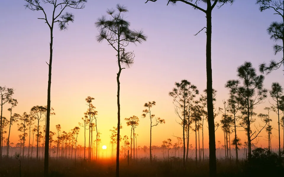 Silhouettes of pine trees against a gradient sky of purple, pink, and orange during sunrise, with the sun peeking through the mist.