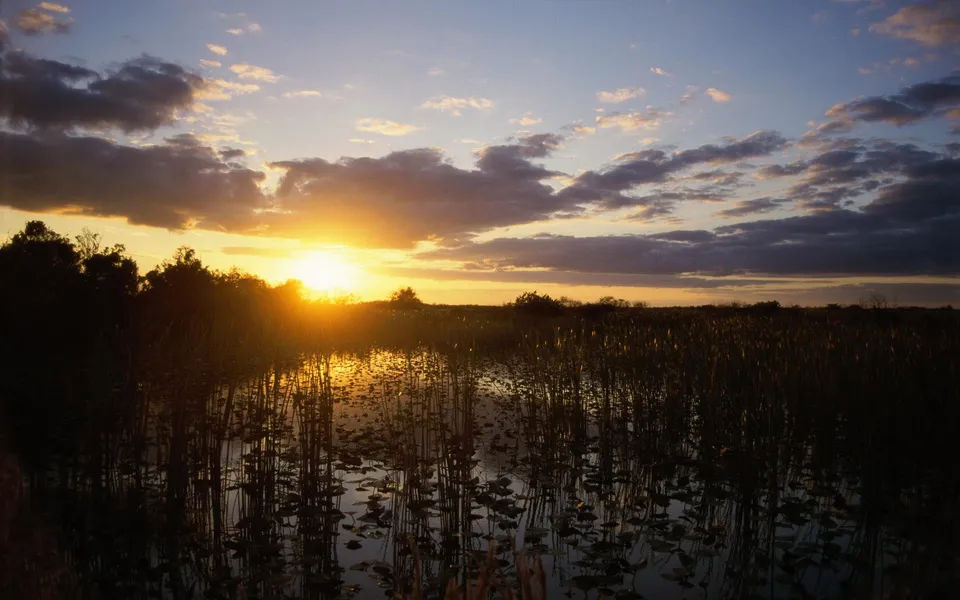 The sun rises over a wetland filled with reeds and lily pads, casting a golden glow.