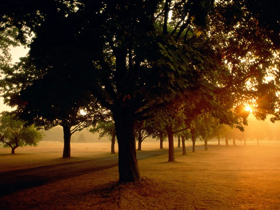 Silhouetted trees stand in a misty field as the sun rises, casting a warm golden glow.