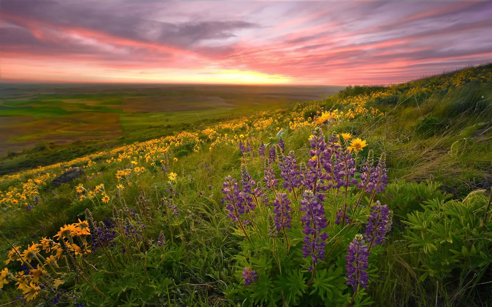 A vibrant sunrise paints the sky with pink and purple hues over a rolling landscape filled with yellow and purple wildflowers.
