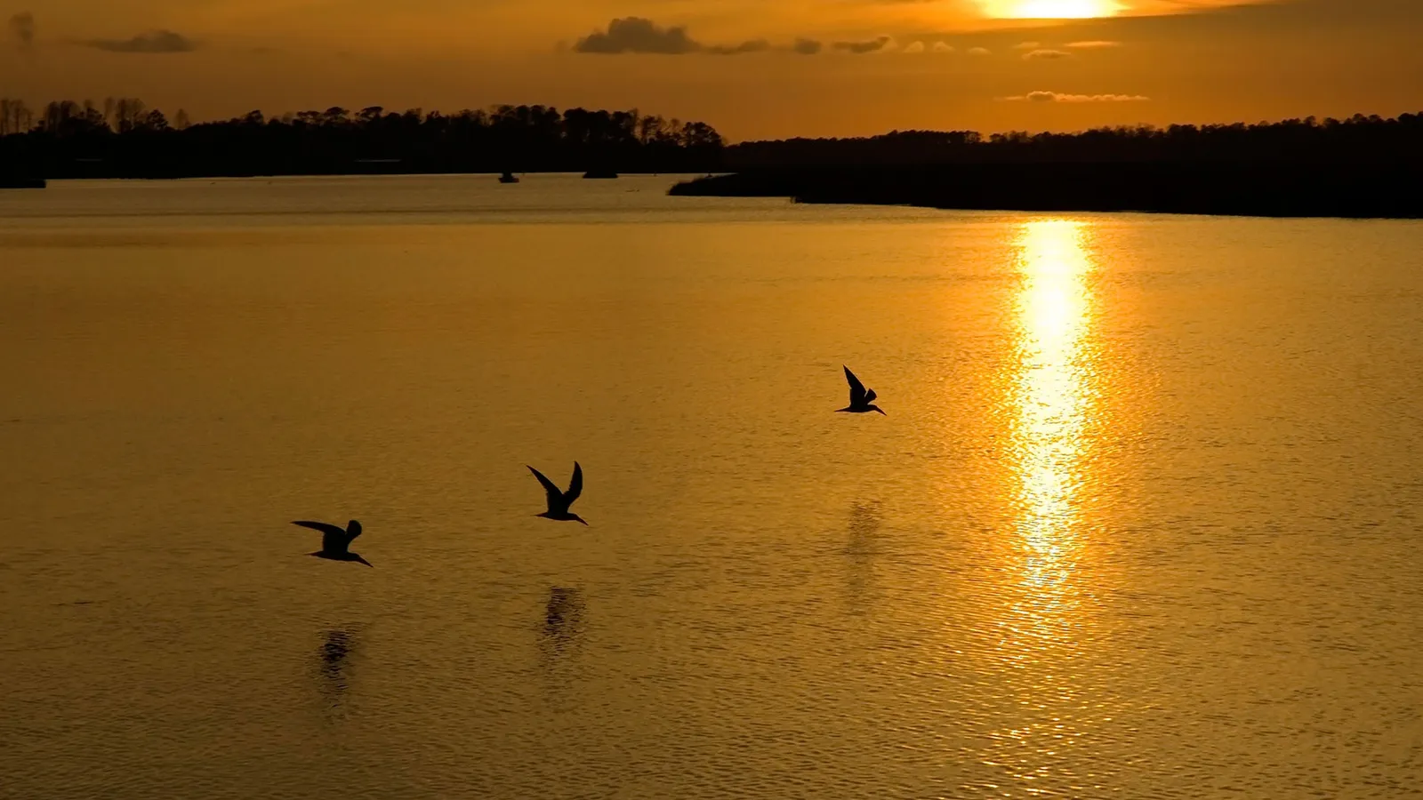 Three birds fly in silhouette over a calm body of water during a golden sunset.