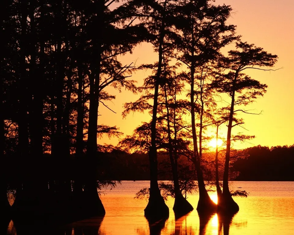 Silhouetted cypress trees stand in calm water against a vibrant orange and yellow sunset.