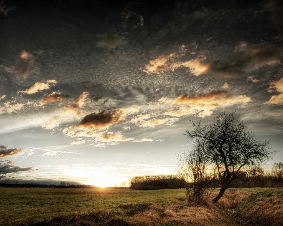 A dramatic sunset with golden clouds over a grassy field and a silhouetted bare tree.