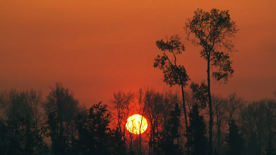 A bright orange sun sets behind a dark silhouette of trees, casting an orange glow.