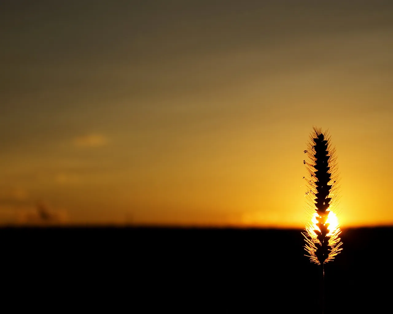 A single stalk of grass is silhouetted against a vibrant golden sunset.