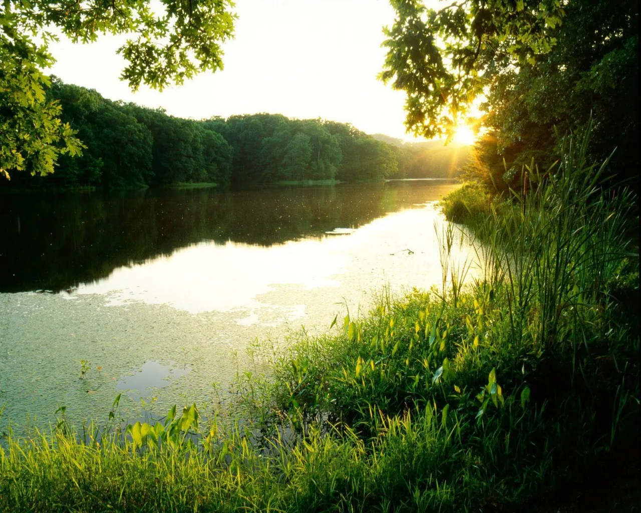 A tranquil lake reflects the golden light of a setting sun, surrounded by lush green trees and reeds.