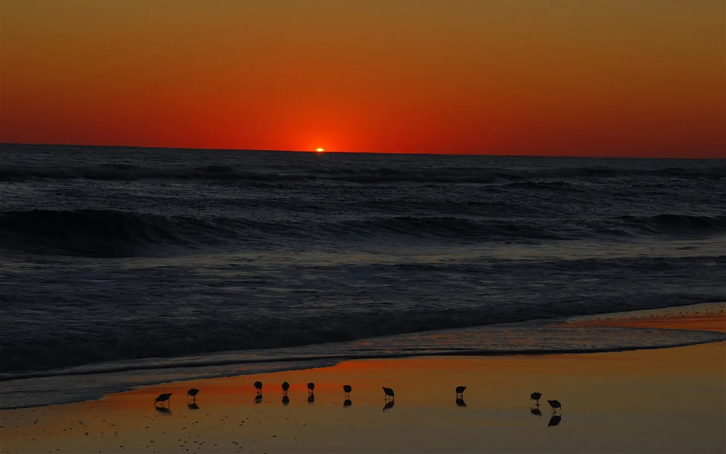 A vibrant orange sunset over the ocean with waves crashing on the shore, and several shorebirds silhouetted on the wet sand.