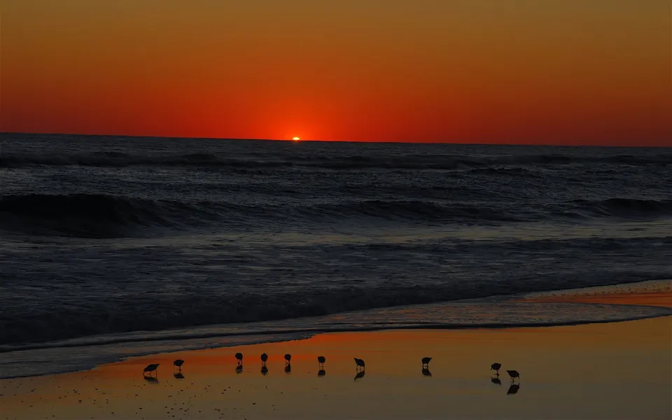 A vibrant orange sunset over the ocean with waves crashing on the shore, and several shorebirds silhouetted on the wet sand.