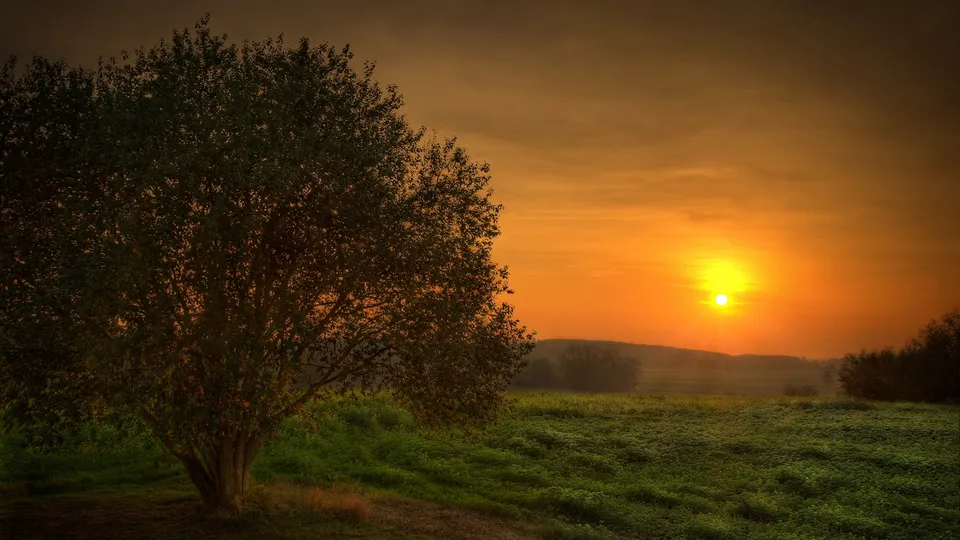 A lone tree stands in a green field as the sun sets on the horizon, casting an orange glow.