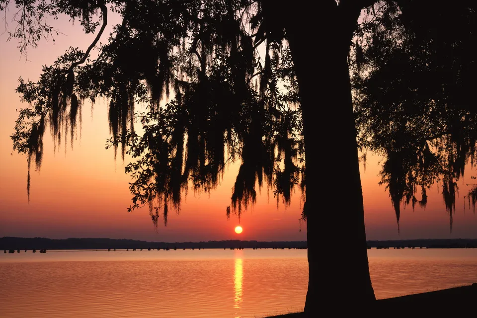 A large tree with Spanish moss hanging from its branches is silhouetted against a vibrant orange and pink sunset over a calm lake.