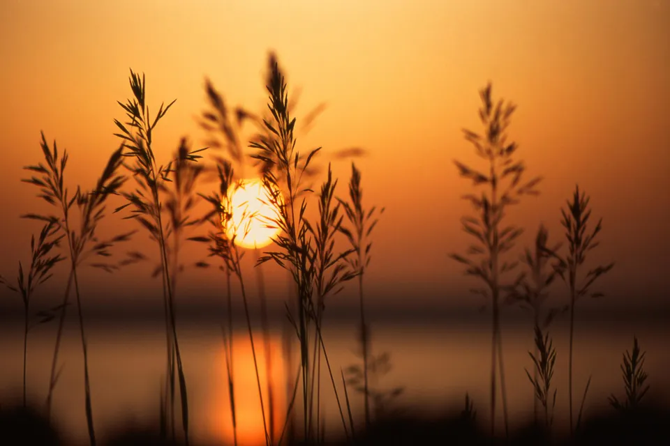 Silhouettes of tall grass in the foreground with the sun setting over a body of water in the background.