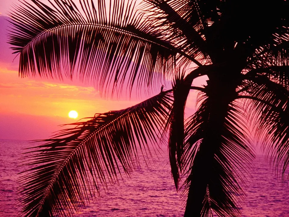 A silhouetted palm tree frond frames a vibrant sunset over the ocean, with hues of pink and orange.