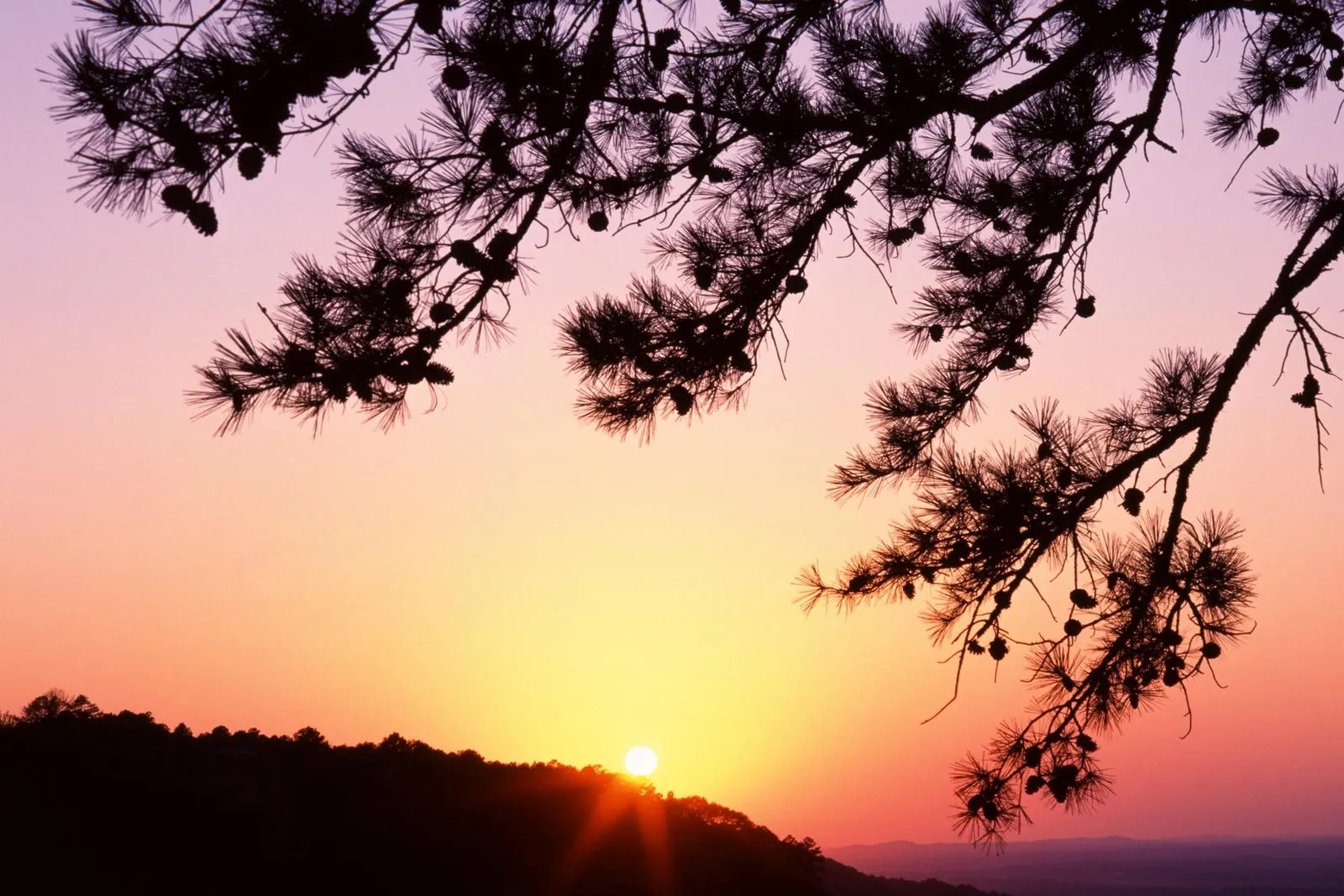 Silhouette of pine branches with cones against a vibrant sunset sky over a forested hill.