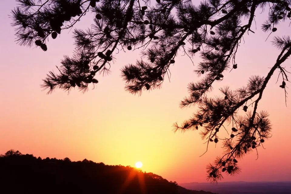 Silhouette of pine branches with cones against a vibrant sunset sky over a forested hill.