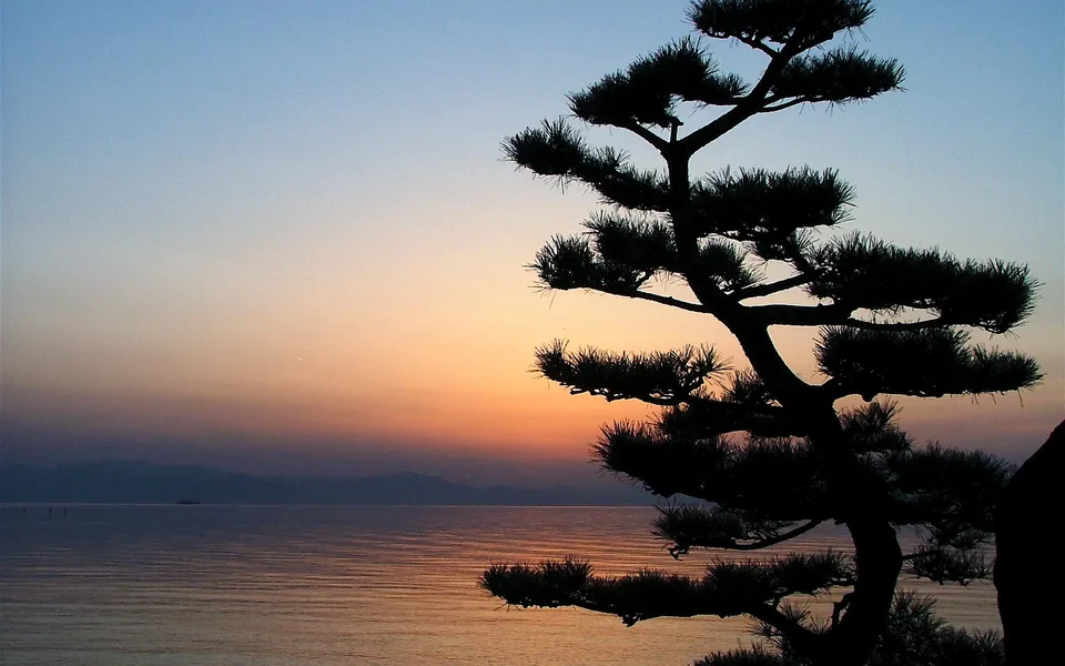 Silhouette of a pine tree against a gradient sky of blue and orange over a calm body of water.