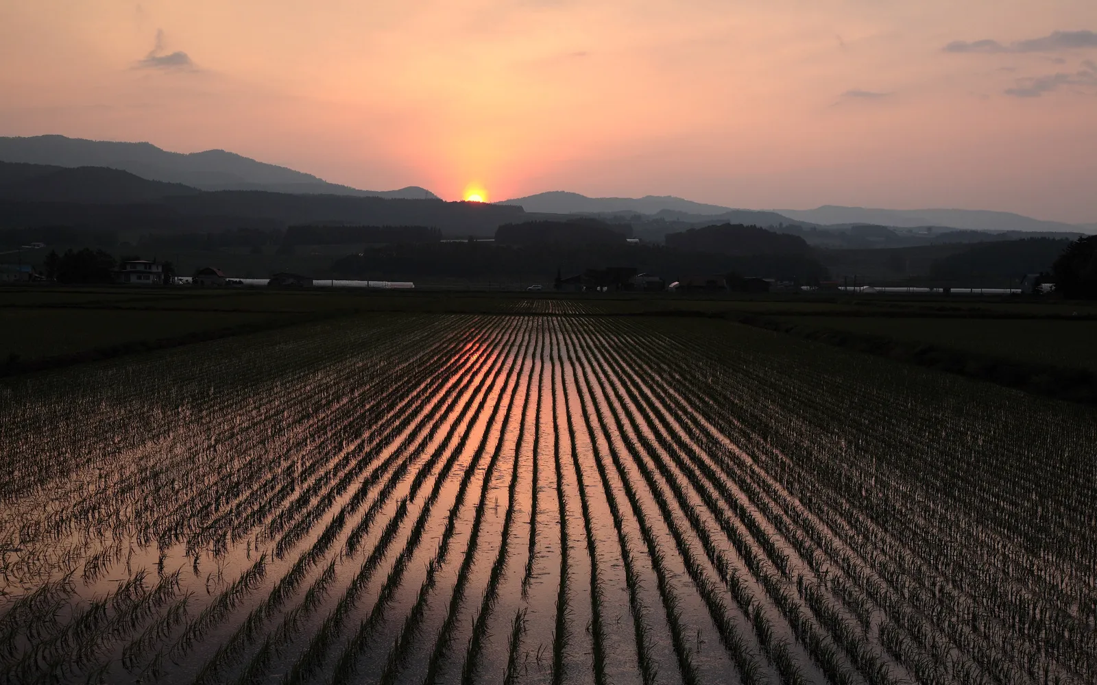 A sunset casts a warm glow over meticulously planted rows of rice paddies, with silhouetted mountains in the distance.