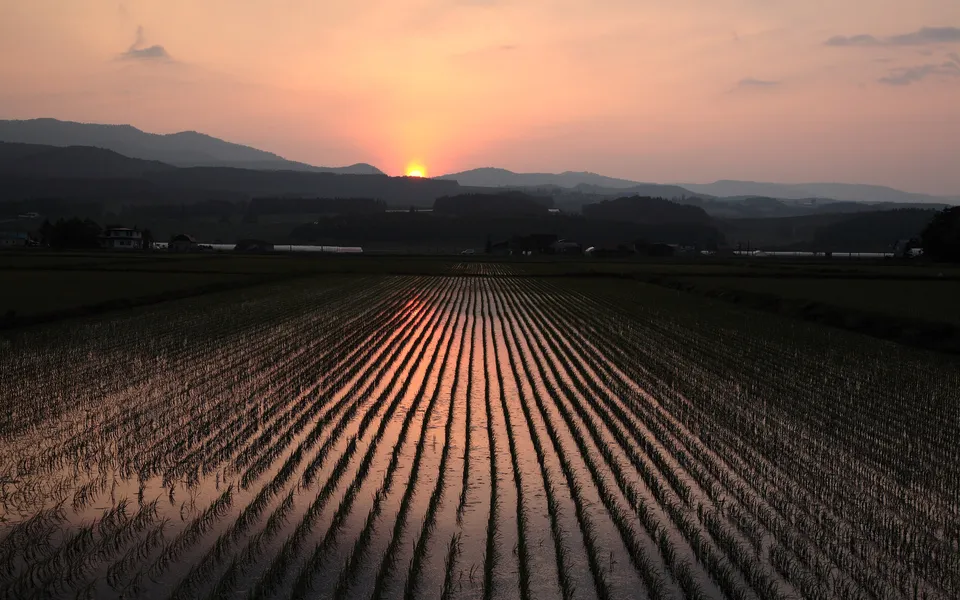 A sunset casts a warm glow over meticulously planted rows of rice paddies, with silhouetted mountains in the distance.
