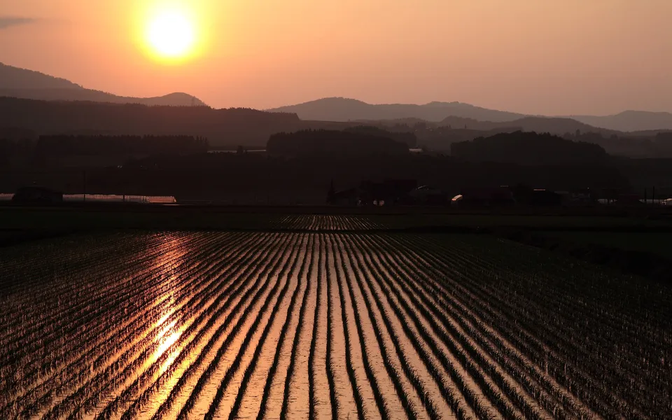 A bright sun sets over silhouetted hills, casting a golden reflection on flooded rice paddies in the foreground.