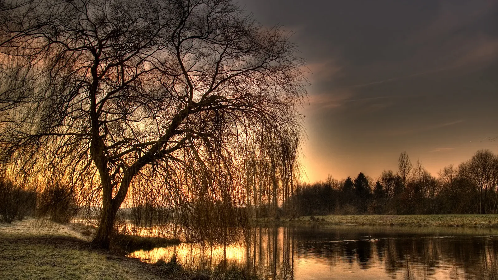 A large weeping willow tree silhouetted against a golden sunset sky, reflected in a calm river.