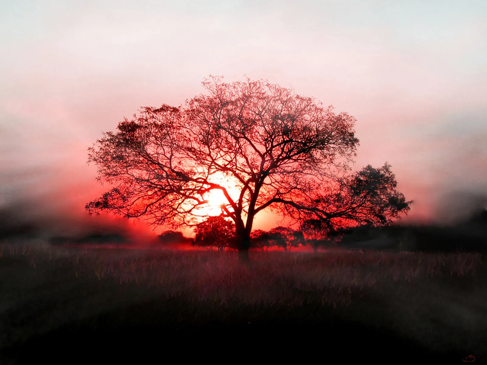 A silhouetted acacia tree stands against a vibrant red and pink sunset sky.