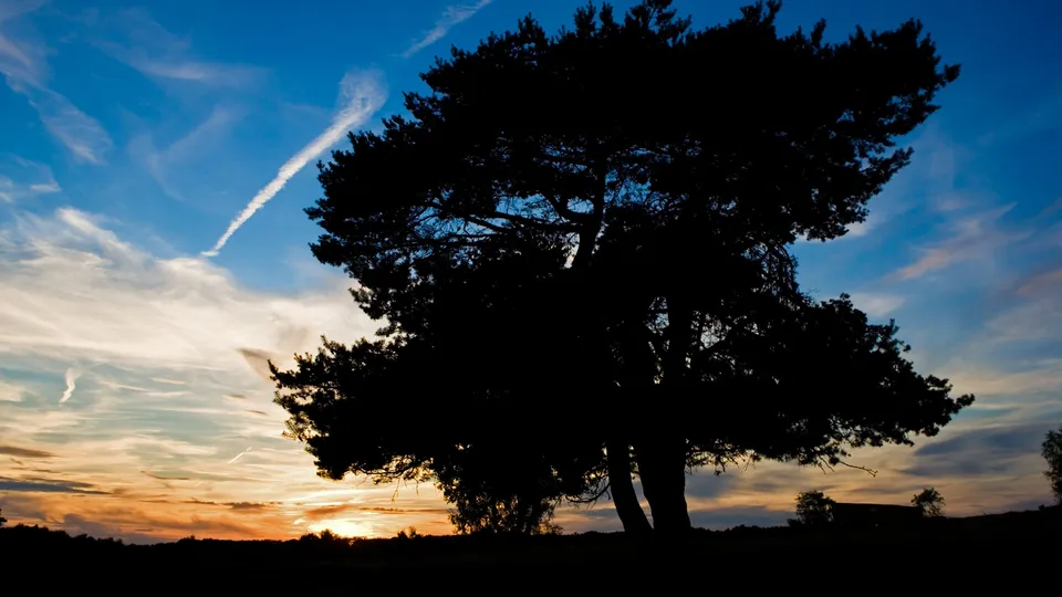 A large tree is silhouetted against a vibrant sunset sky with wispy clouds.