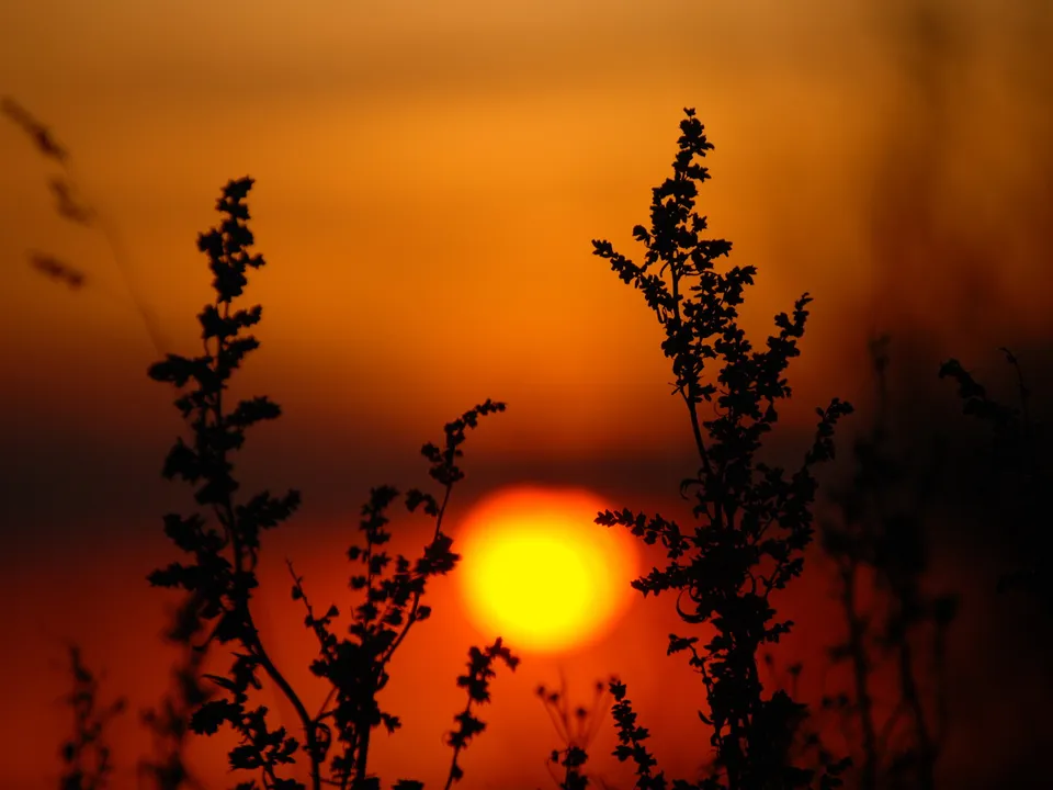 Silhouetted plants in the foreground against a vibrant orange sunset with the sun as a bright yellow orb.