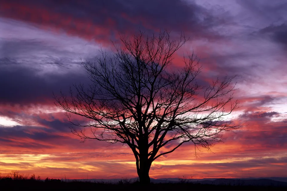 A bare tree is silhouetted against a vibrant sunset sky with streaks of pink, orange, and purple.