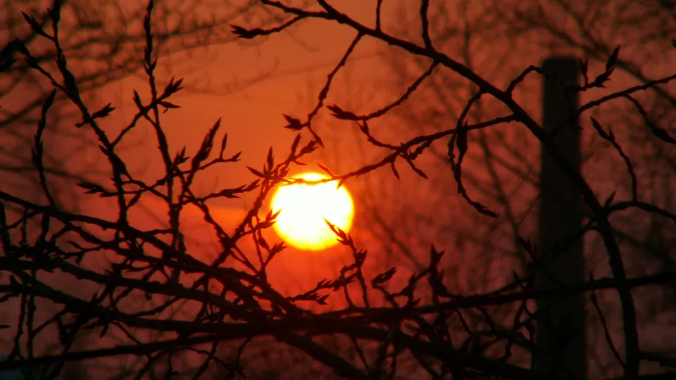 The sun is a bright orange orb peeking through the dark, bare branches of a tree against a fiery orange sky.