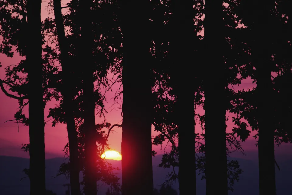 The sun sets behind silhouetted trees, casting a warm glow through the branches against a vibrant pink sky.