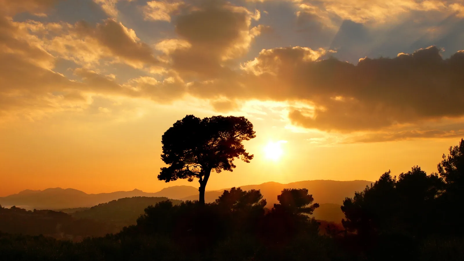 A lone tree is silhouetted against a vibrant orange and yellow sunset sky with dramatic clouds.