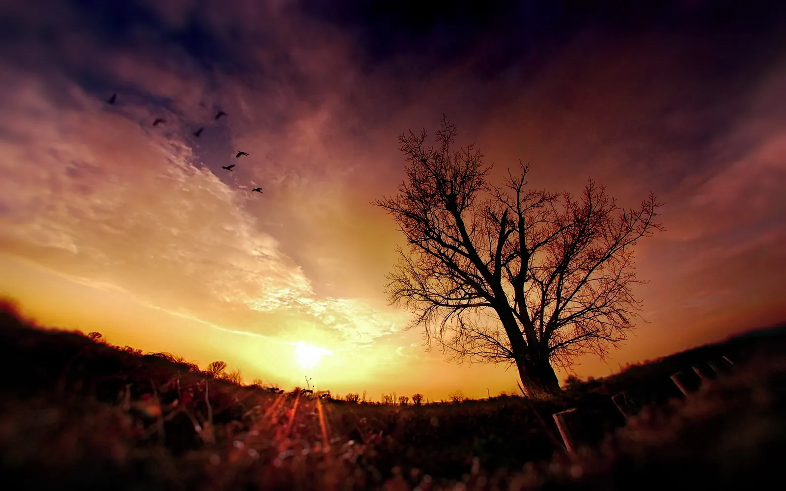 A silhouetted bare tree stands against a dramatic sunset sky with birds flying in formation.