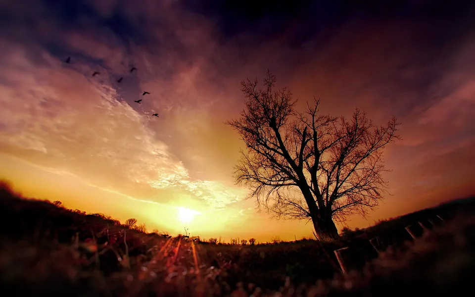 A silhouetted bare tree stands against a dramatic sunset sky with birds flying in formation.