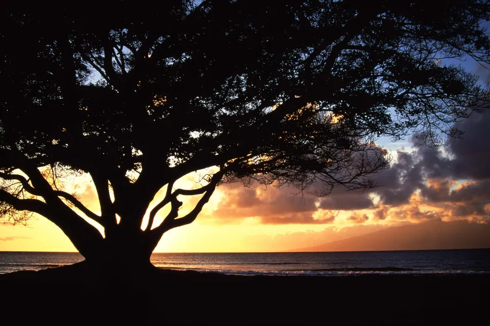 A large tree is silhouetted against a vibrant sunset over the ocean.