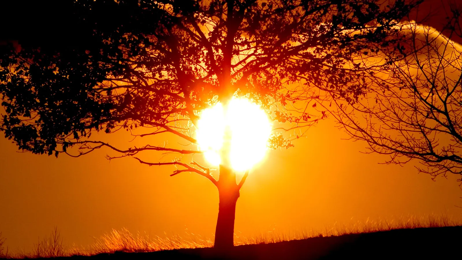 A bright sun shines through the branches of a silhouetted tree against an orange sky.