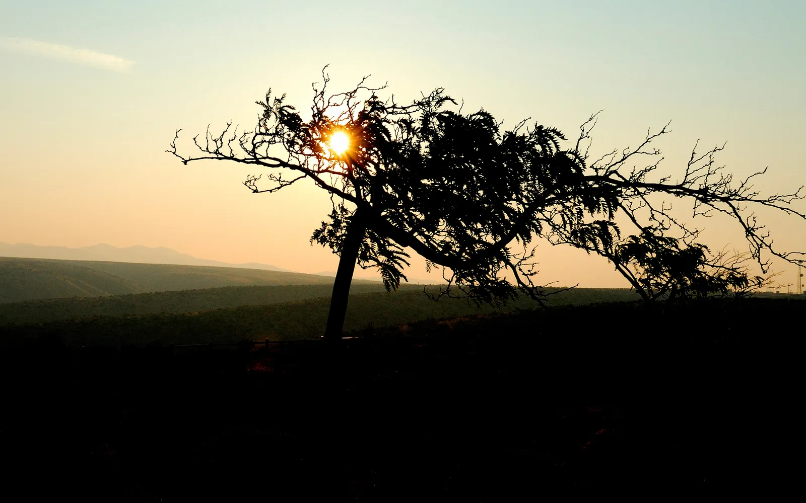 A silhouetted tree with intricate branches is backlit by the setting sun, casting a warm glow over rolling hills.