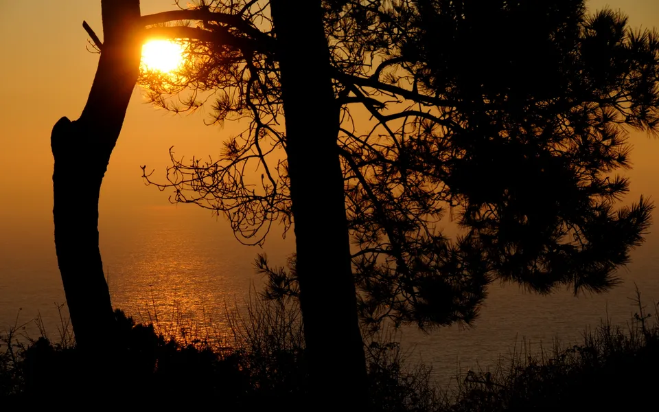Silhouetted pine trees frame a bright orange sunset over the calm ocean.