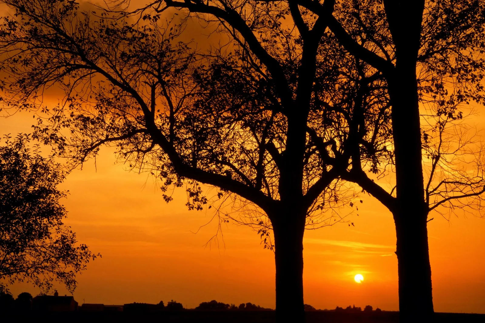Silhouetted trees against a vibrant orange sunset sky with the sun visible on the horizon.