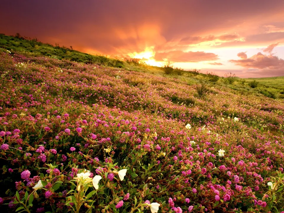 A hillside covered in pink and white wildflowers under a dramatic sunset sky with orange and purple clouds.