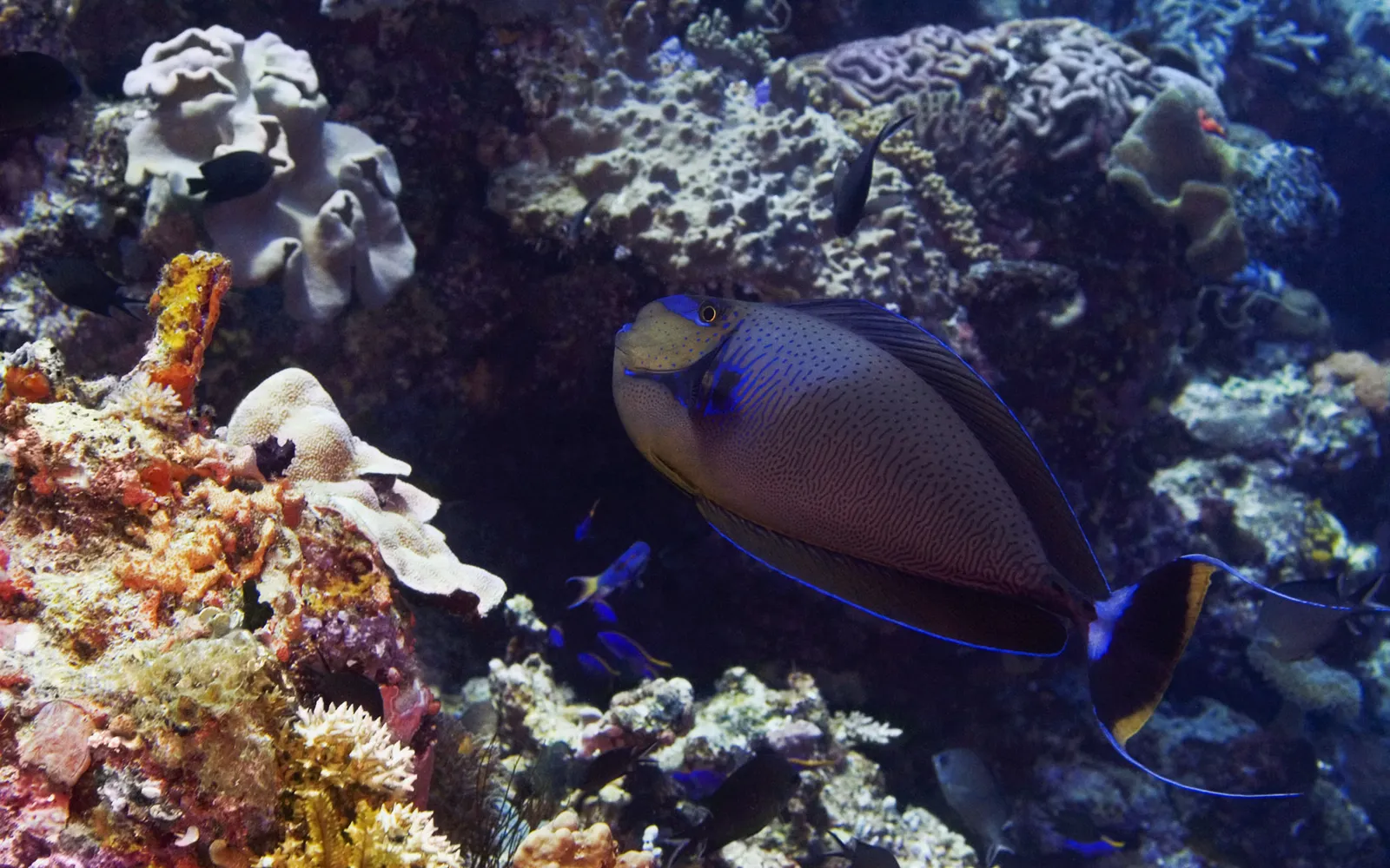 A large surgeonfish with blue markings swims in a coral reef with smaller fish.