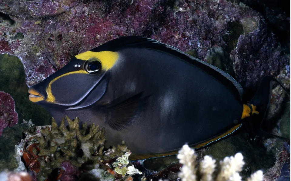 A dark-bodied surgeonfish with a bright yellow head and yellow markings on its tail fin swims near colorful coral.
