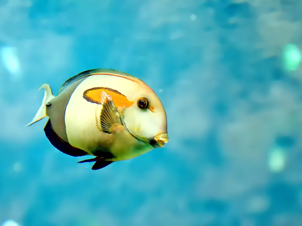 A colorful surgeonfish with white, black, and orange markings swims in clear blue water.