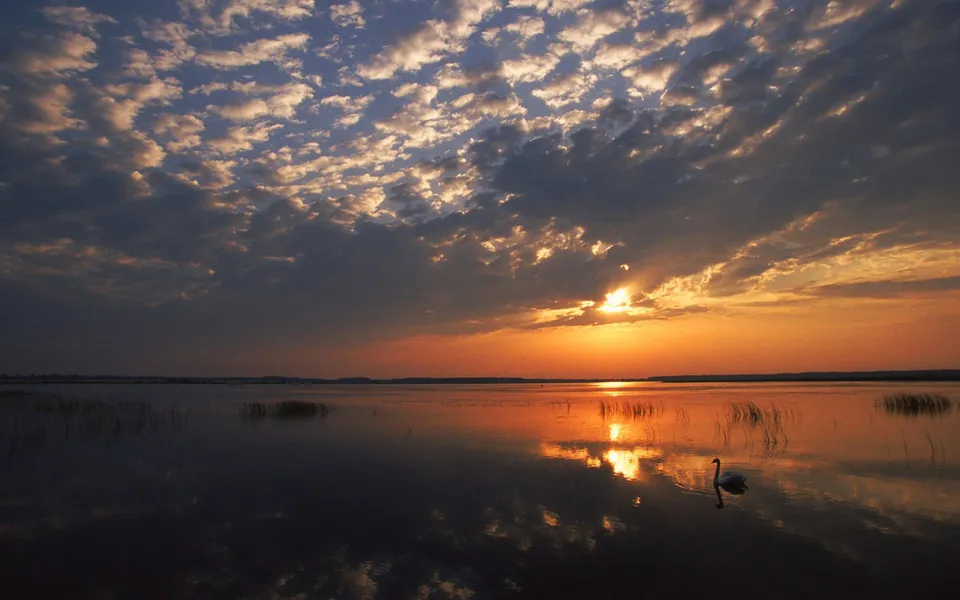 A lone white swan swims on a calm lake reflecting a vibrant sunrise sky with scattered clouds.