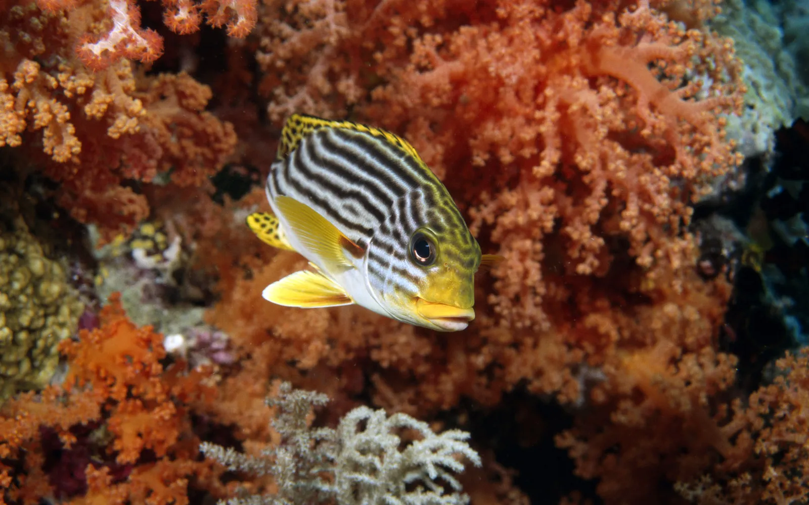 A yellow and black striped sweetlips fish swims in front of orange and white coral.