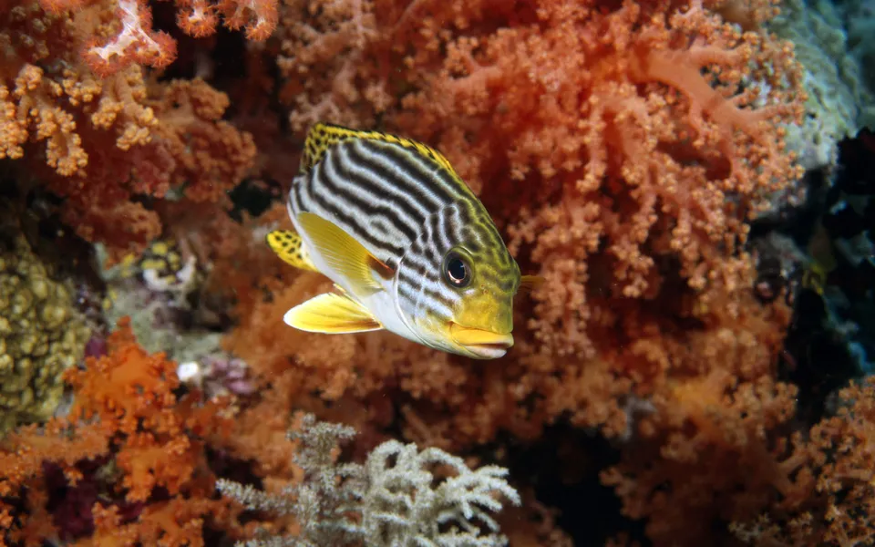 A yellow and black striped sweetlips fish swims in front of orange and white coral.