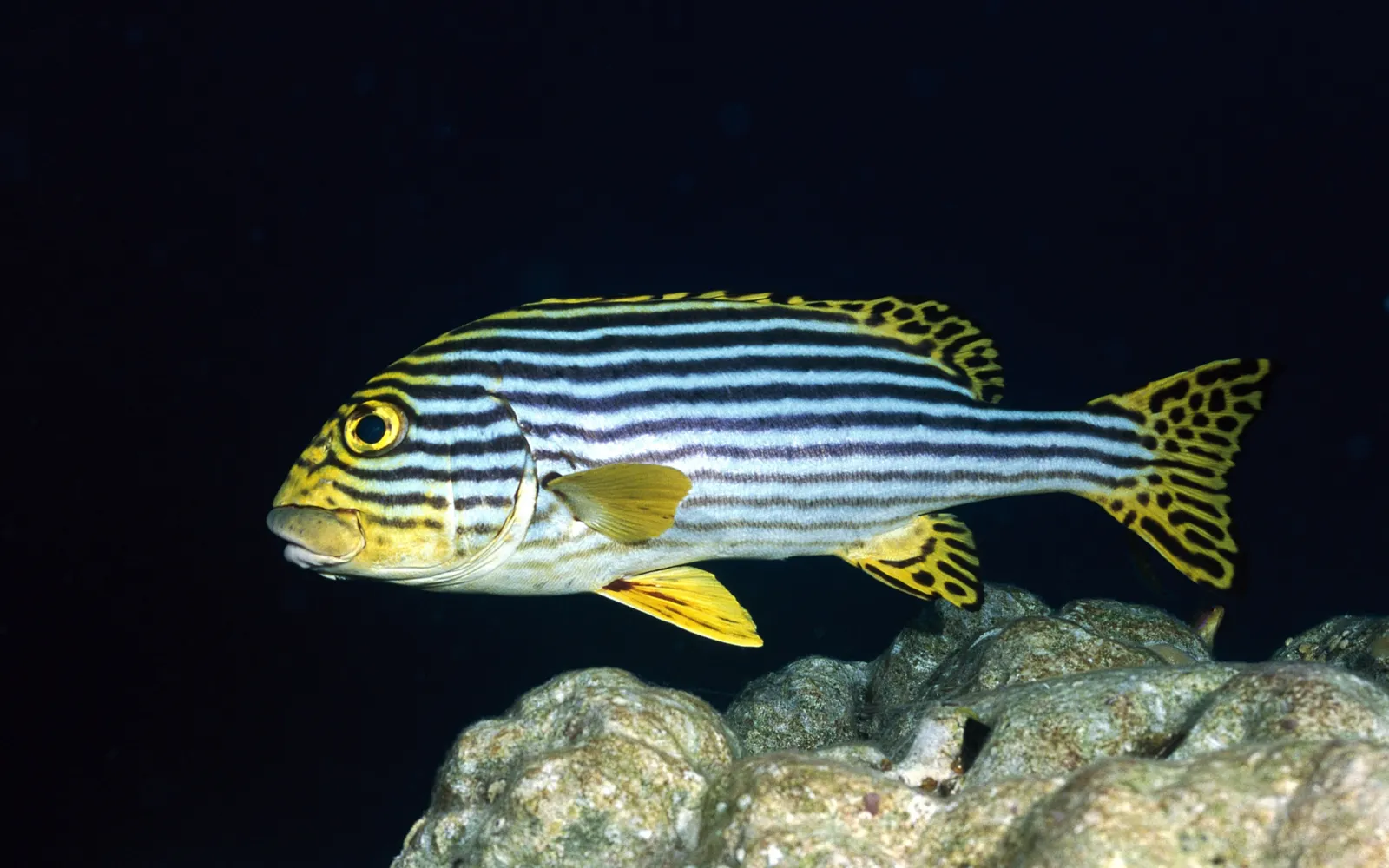 A yellow and black striped sweetlips fish swims near rocks underwater.