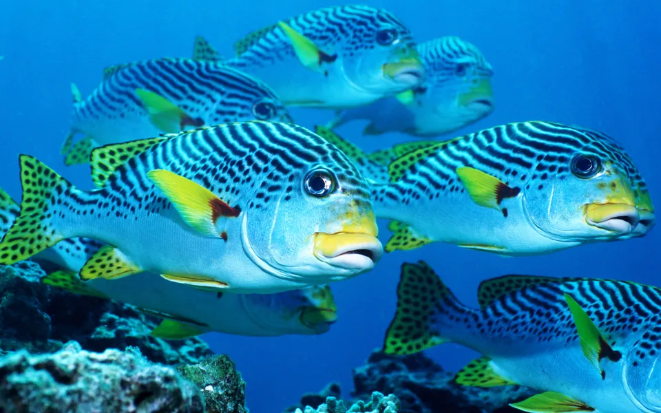 A school of sweetlips fish with distinctive black stripes and yellow fins swim in clear blue water.